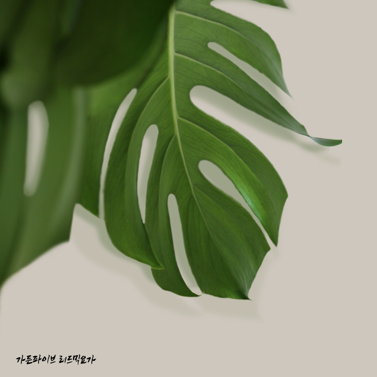  [가든파이브 리드믹요가] 현대시티몰 마카롱맛집 "당충전소"까페
