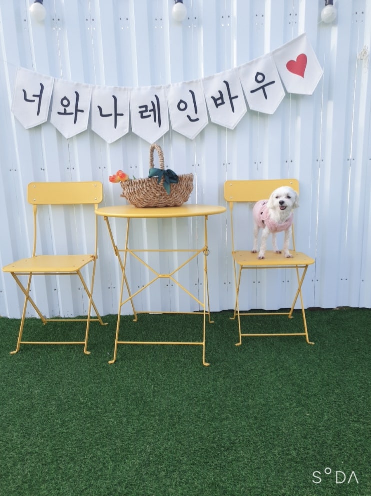  경기도 시흥 레인바우 애견카페 애견운동장