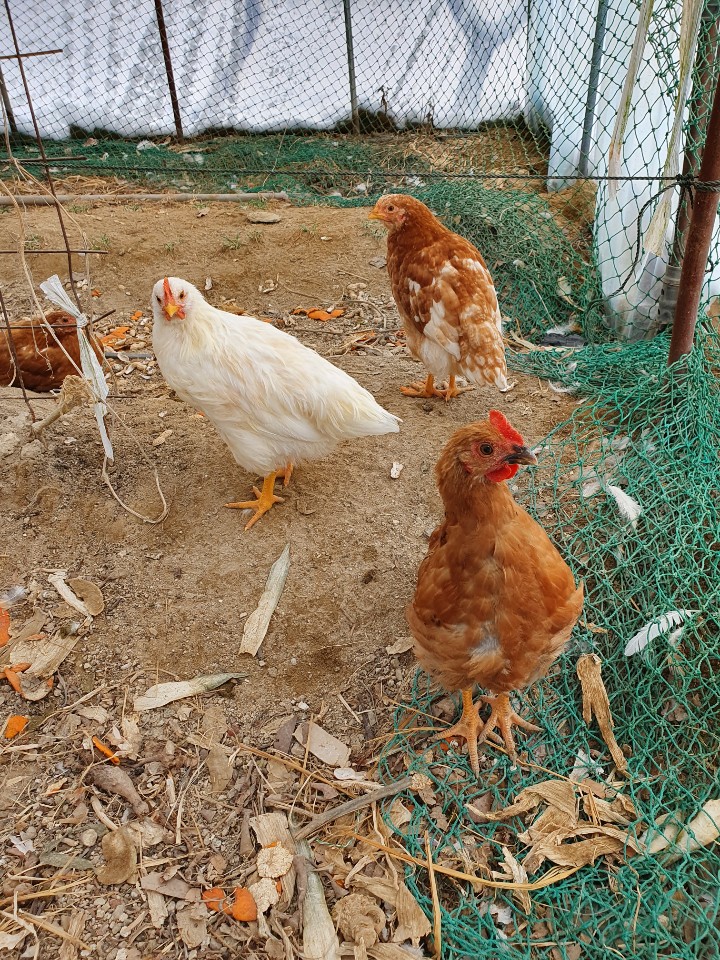  이번에 새로 입양된 청계 닭 토종닭 [세종 조치원 복숭아 과수원 - 고개 농원]