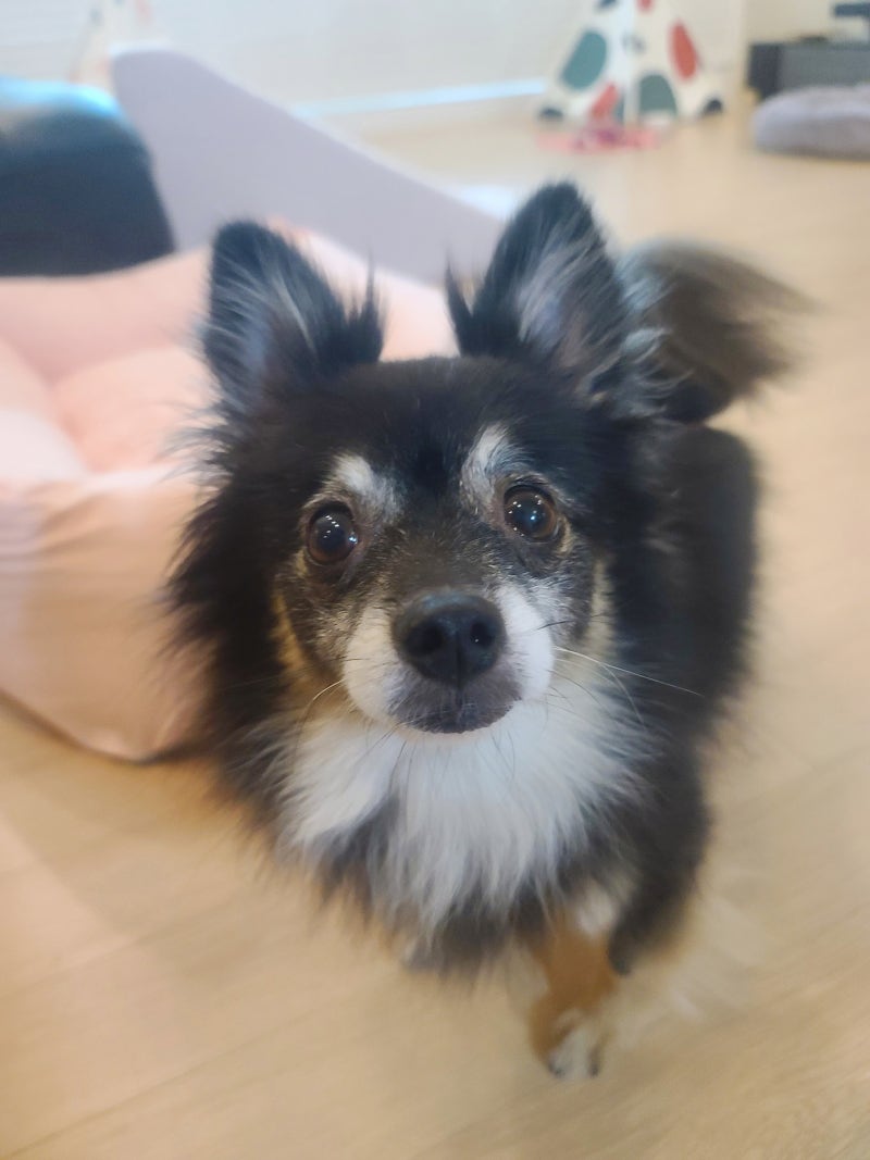 포메라니안 성격,털빠짐,종류,수명 등 입양 전 알아얄 정보들 : 네이버 블로그, image size:800x1067