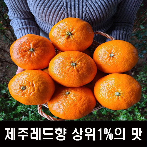 가성비 좋은 레드향 프리미엄 선물용 가정용 고당도 명품 제철 서귀포 3kg 5kg 10kg 제주 천혜향, 레드향 3kg 가정용포장(12~17과) 추천합니다