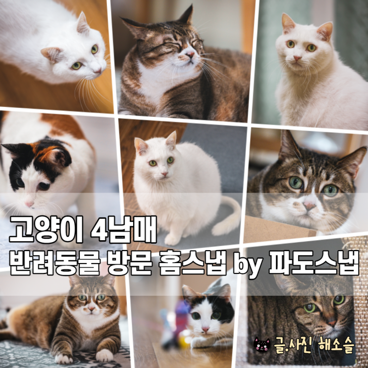  고양이 4남매 반려동물 홈스냅으로 인생사진 찍었어요/부산 파도스냅