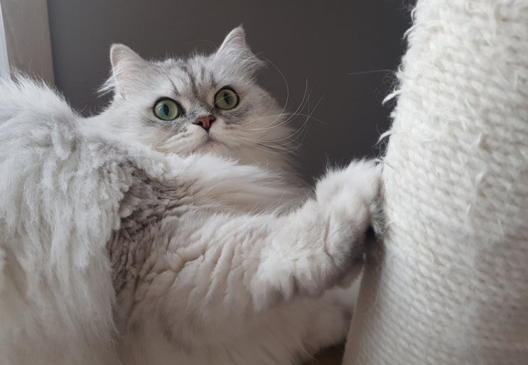  고양이 발톱 제거 수술 어떻게 생각하나요?