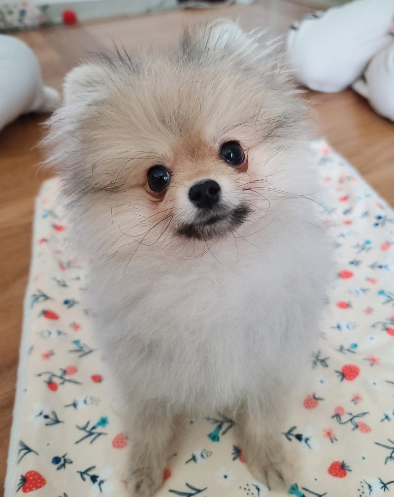 포메라니안 성격,털빠짐,종류,수명 등 입양 전 알아얄 정보들 : 네이버 블로그, image size:800x1009