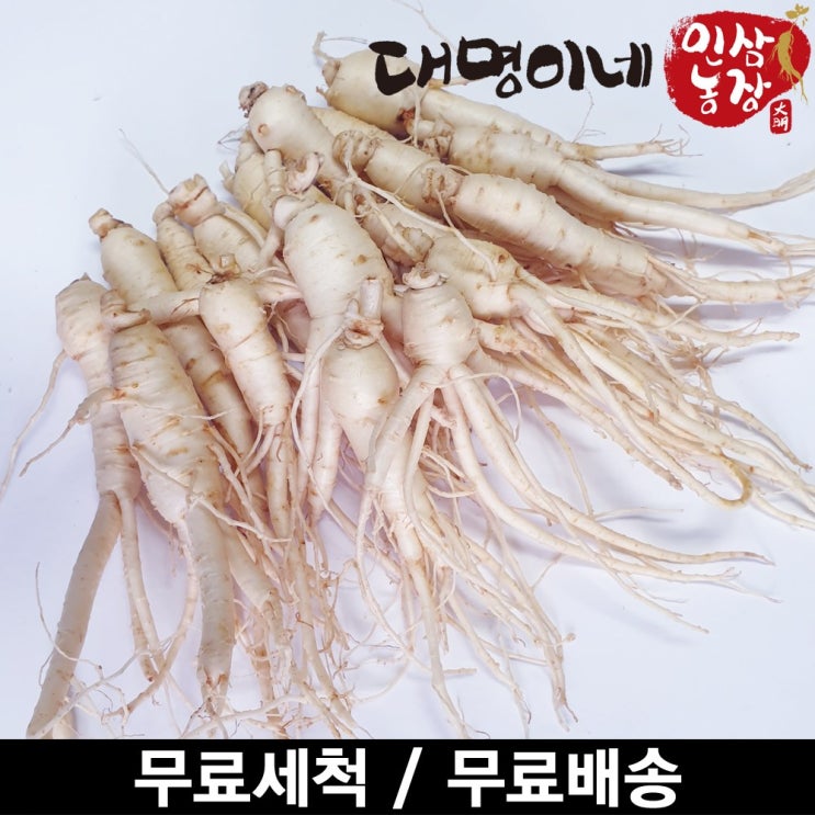 가성비 좋은 금산인삼 오쿠용 1회분 세척 인삼 수삼 난발 원삼(250g), 1개, 난발 15-25편(250g) ···