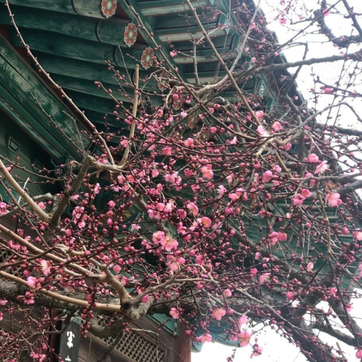  [양산통도사]자장매 홍매화 개화시기