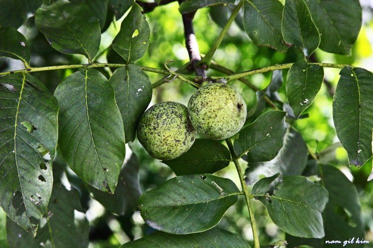 열매사진(58) 호도나무 열매