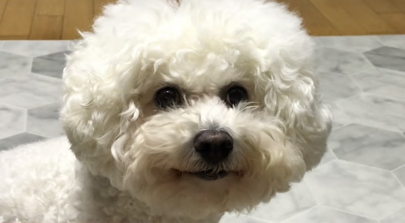 규현닮은 강아지를 아시나요?