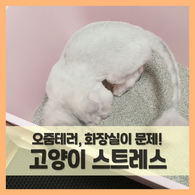  고양이 화장실 스트레스, 배변실수나 이불에 오줌테러로 이어져!