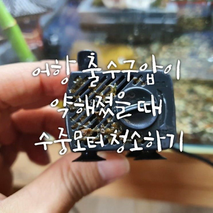 어항 수중모터 청소하기 - 여과기 출수구 세기가 약해졌을 땐? 어항 수중모터 청소하기 - 여과기 출수구 세기가 약해졌을 땐?
