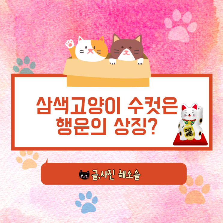  삼색고양이 수컷은 행운의 상징