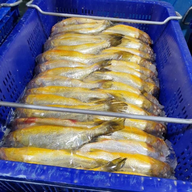 인기있는 제주 프리미엄 생물 굴비 참조기 30미 파조기 3Kg 반건조 참조기 추자도 조기 제철 생조기, 제주 파조기(중대) 3Kg ··· 인기있는 제주 프리미엄 생물 굴비 참조기 30미 파조기 3Kg 반건조 참조기 추자도 조기 제철 생조기, 제주 파조기(중대) 3Kg ···
