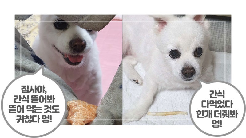 강아지 다이어트 사료 먹고 뚠뚠보니 탈출