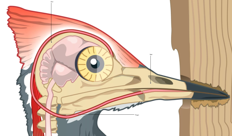  Woodpeckers' Secret of Concussion.