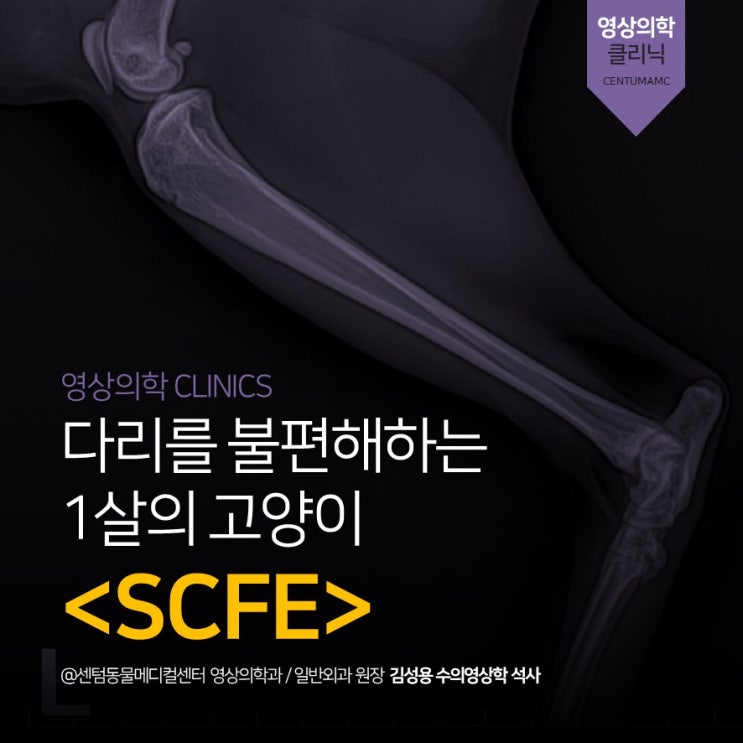  [영상진단] 고양이 SCFE, Slipped capital femoral epiphysis (부산 고양이 엑스레이 분석전문 동물병원, 센텀동물메디컬센터)