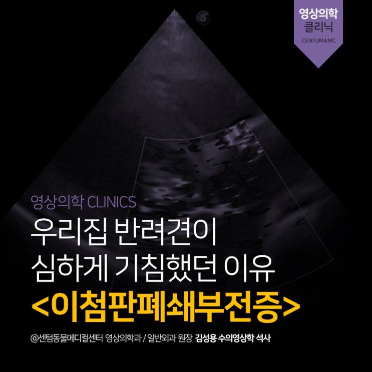  [영상정밀진단] 13세 노령견 기침, 이첨판 폐쇄부전증 (부산 강아지 심장병 초음파 전문 동물병원, 센텀동물메디컬센터)