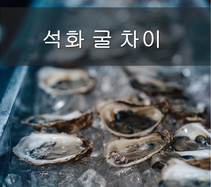  석화 굴 차이 정확히 알고 먹어요