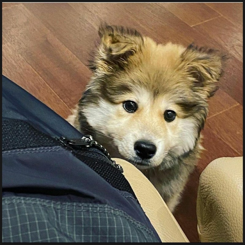 배우 이기우님이 입양한 강아지 테디