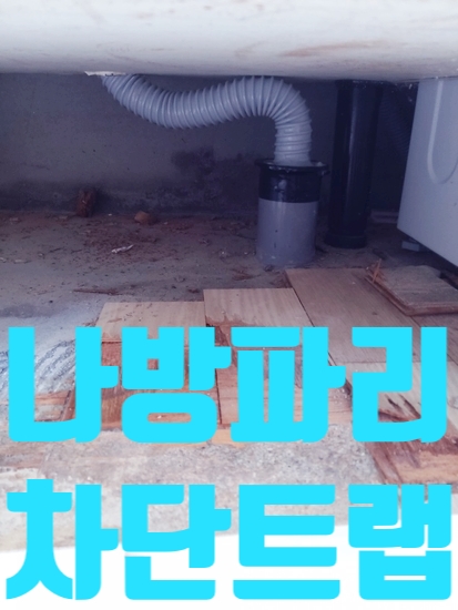  나방파리하수구냐?천장이냐?하수구냄새까지 싹싹