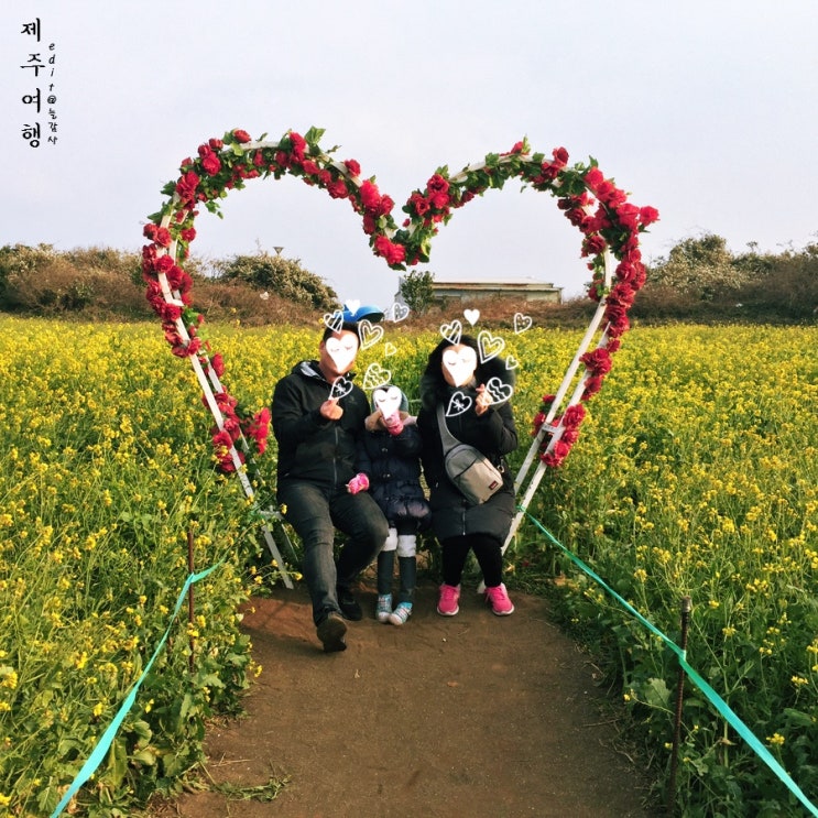  광치기해변 유채꽃 풍경, 온통 노란 유채꽃밭