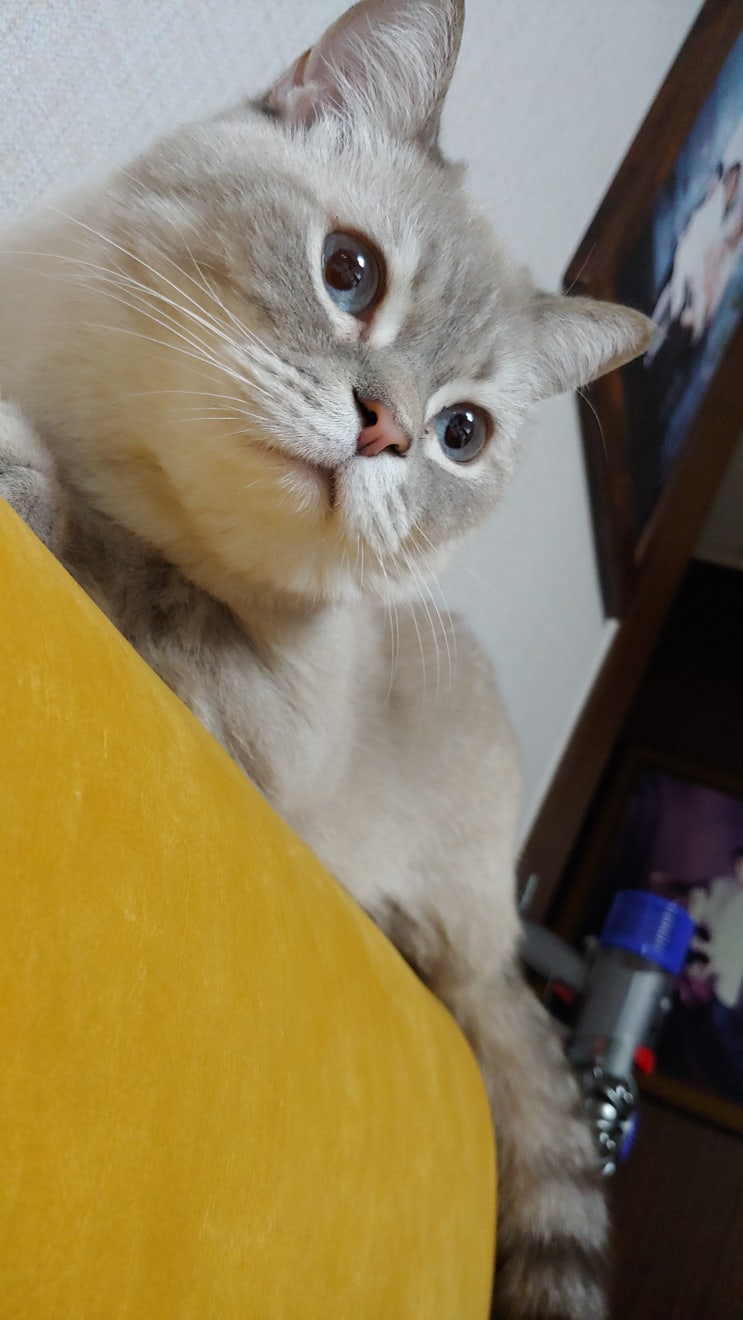  고양이 발바닥 털밀기 너무 쉬워 집에서 해요.