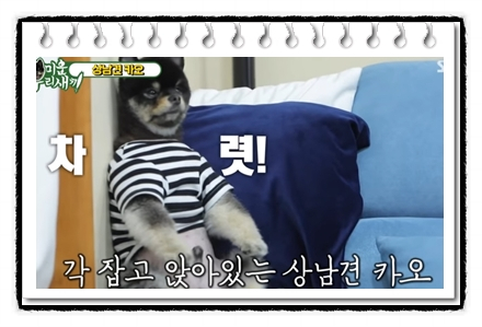  미우새 배우 이태성 카오 견종 포메라니언의 분양 및 가격은?