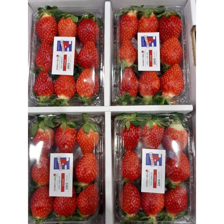 핵가성비 좋은 제철 싱싱한 착한 설향 딸기 1kg, 설향 1kg (500g 2팩) 추천해요 핵가성비 좋은 제철 싱싱한 착한 설향 딸기 1kg, 설향 1kg (500g 2팩) 추천해요