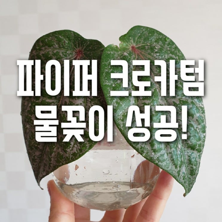  파이어 크로카텀 물꽂이 성공