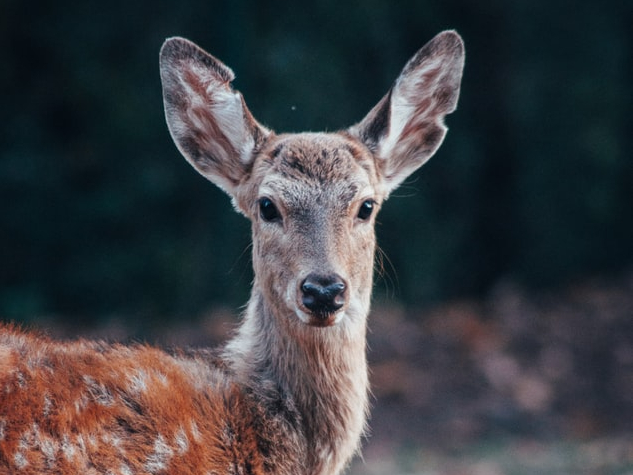 사슴 태반/DEER PLACENTA/플라센타/효능