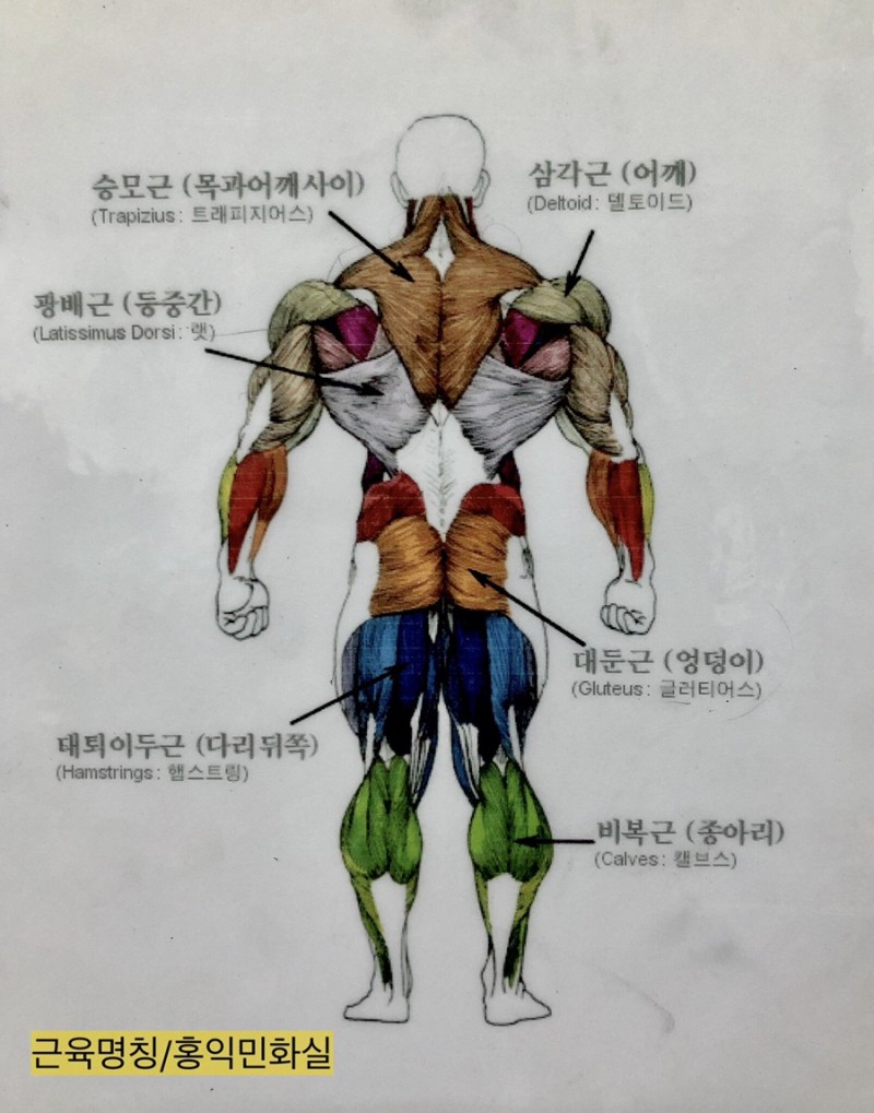 📌트레이싱자료, 근육명칭-인체드로잉에 필요한 포즈자료 : 네이버 블로그