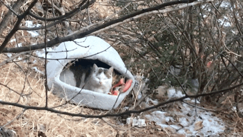  길냥이 낮잠