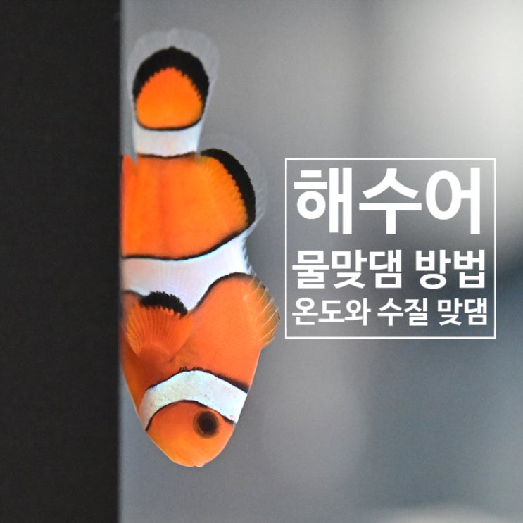 해수어 물맞댐 방법, 온도 맞댐과 수질 맞댐 해수어 물맞댐 방법, 온도 맞댐과 수질 맞댐