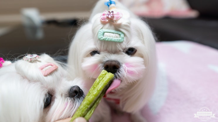  강아지껌! 닥터바이 브레인츄~ 두뇌건강과 치아건강을 동시에 케어하는 덴탈껌