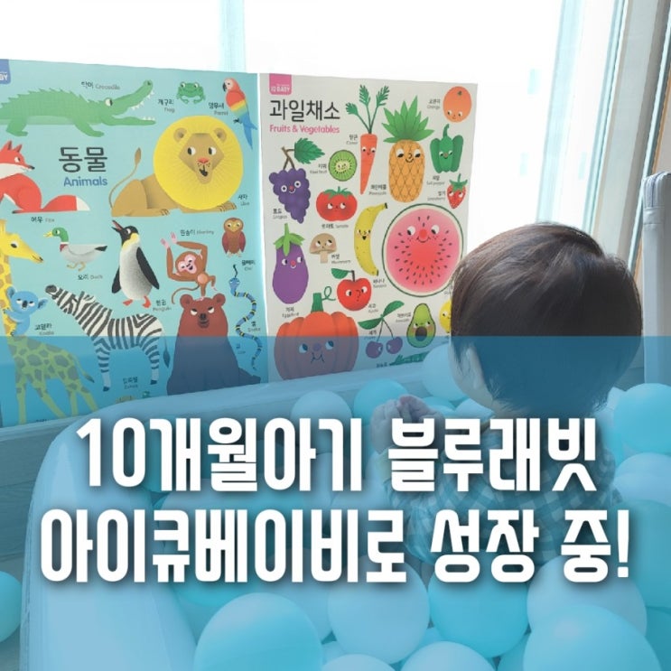 10개월 아기 블루래빗 아이큐 베이비로 성장 하는 중! 10개월 아기 블루래빗 아이큐 베이비로 성장 하는 중!
