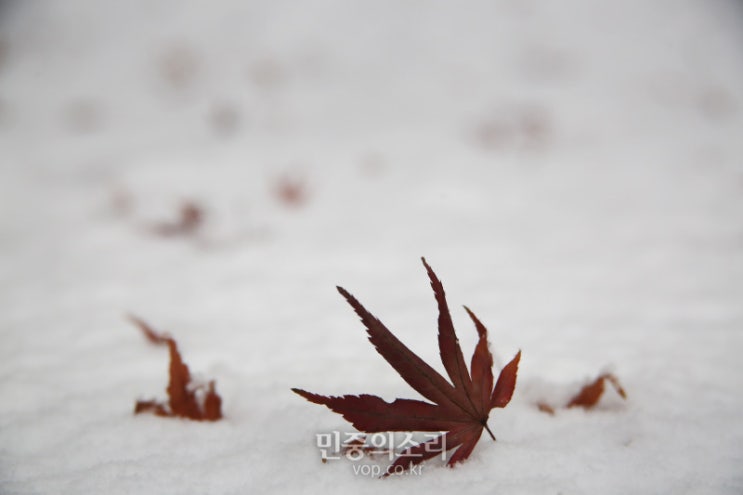 [김애화 칼럼] 어디서 죽을 것인가