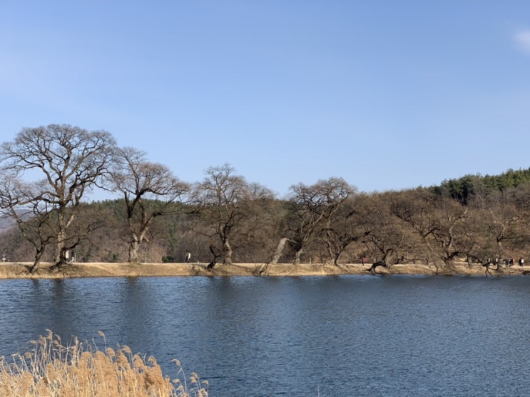  경산 반곡지에서 여유로운 주말보내기️