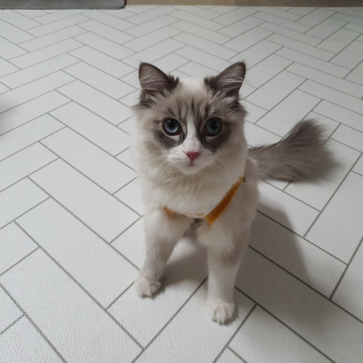  [여아 고양이 중성화] 티케 중성화 당일(중성화 D-DAY)