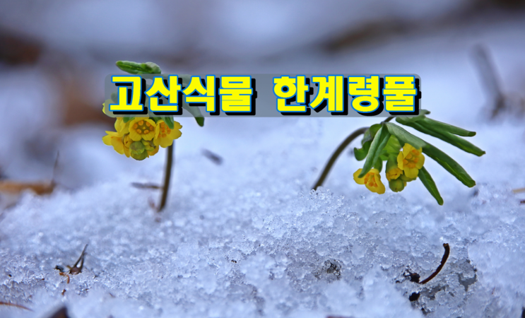 고산식물(1) 한계령풀