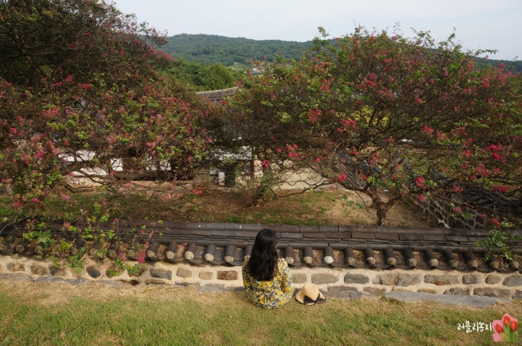  논산 가볼만한 곳 종학당 배롱나무