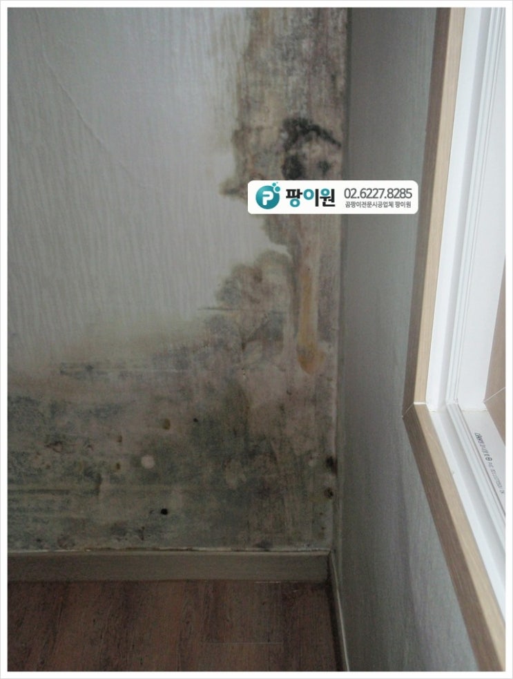  벽지가 젖고 벽 곰팡이제거를 해야 한다면?