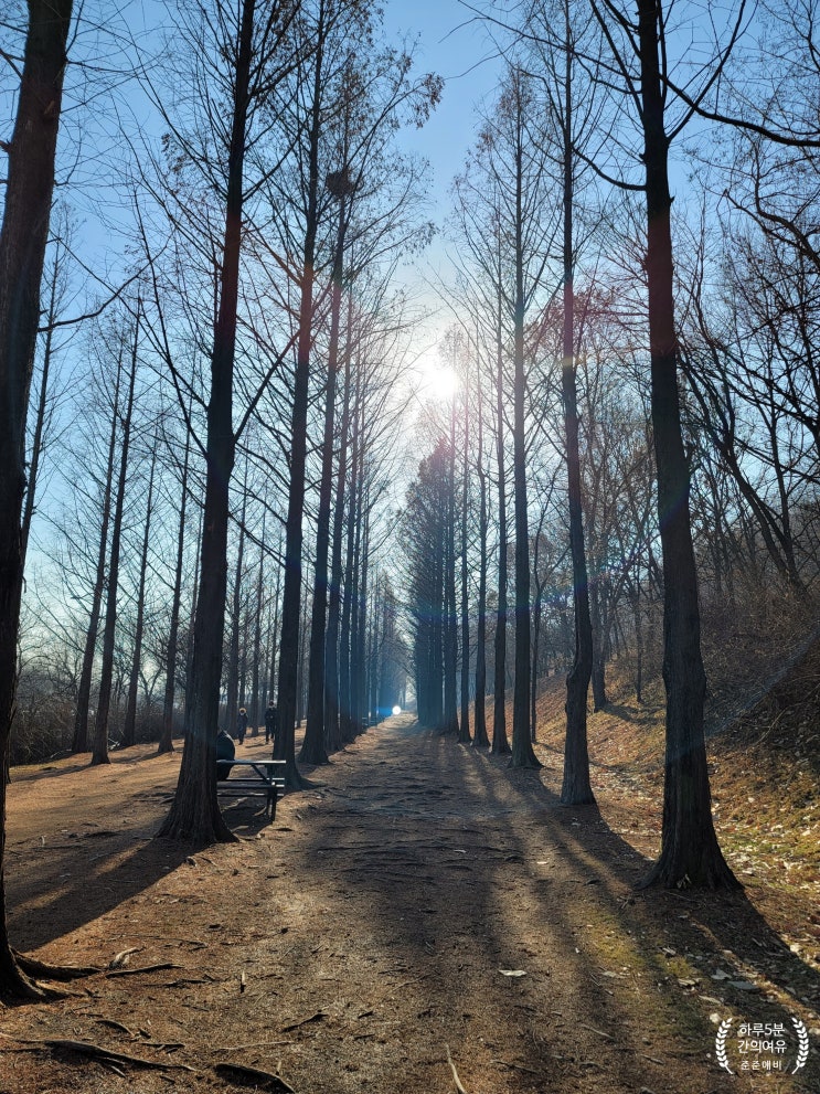  겨울에도 가볼만한 상암동 하늘 공원 메타세쿼이아 길부터 정상 까지.
