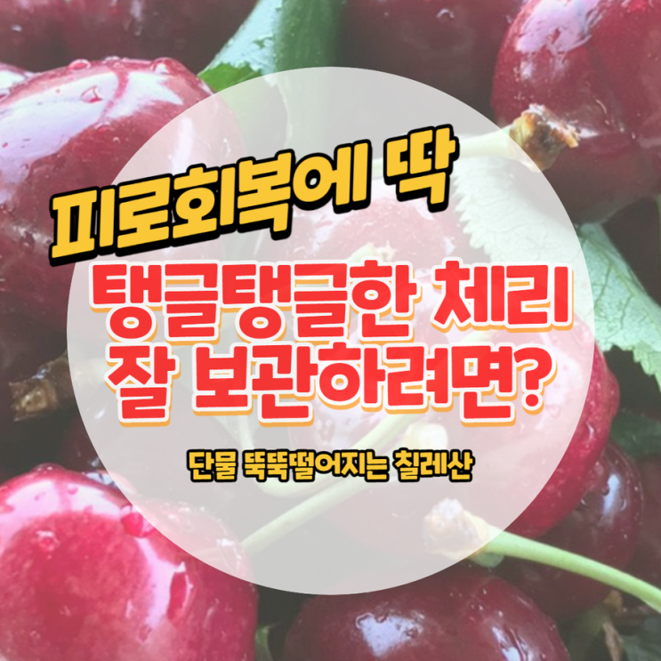  단물 뚝뚝 떨어지는 체리 물러지지 않게 씻는법