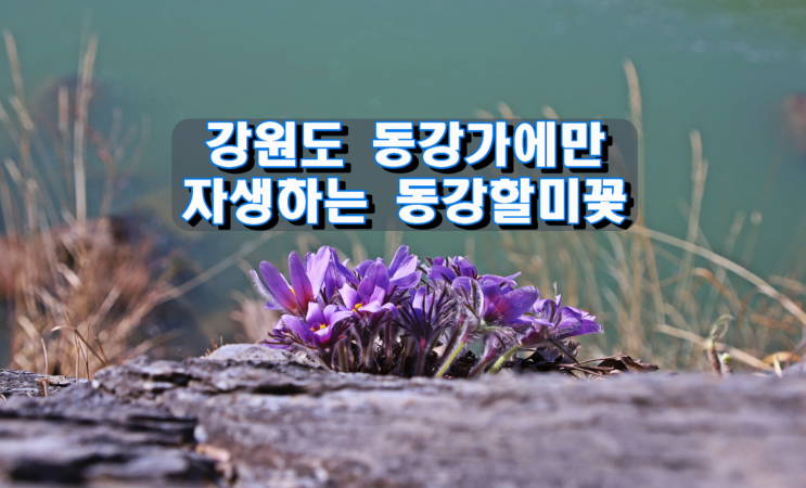 강원도 동강가에만 자생하는 특산물 동강할미꽃 강원도 동강가에만 자생하는 특산물 동강할미꽃