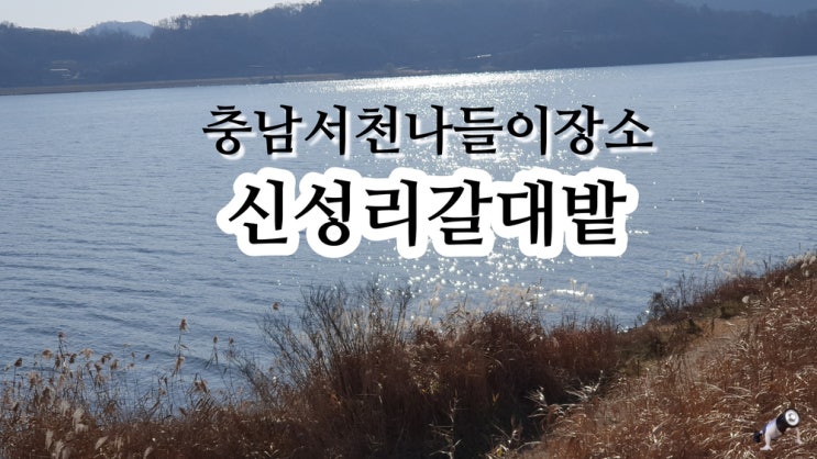  충남 서천 나들이장소 단골 영화촬영장소 신성리갈대밭
