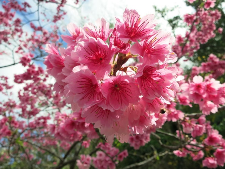 [랜선 타고 일본여행] 오키나와 벚꽃(2021) • 야에다케 사쿠라노모리 공원 (八重岳桜の森公園)【오키나와】