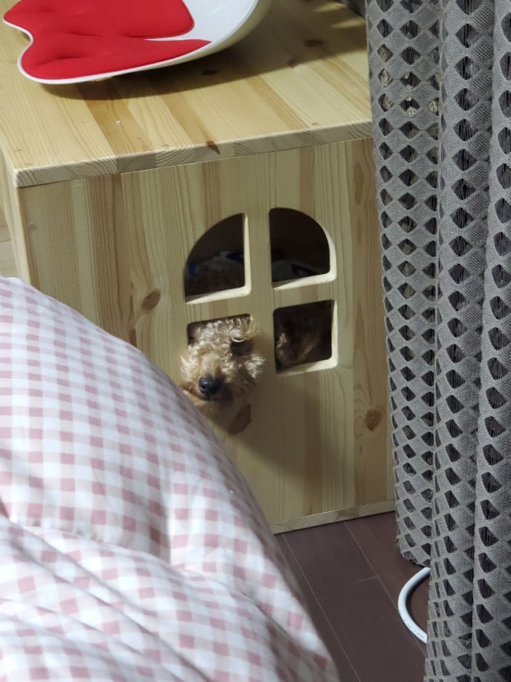  염탐하개?