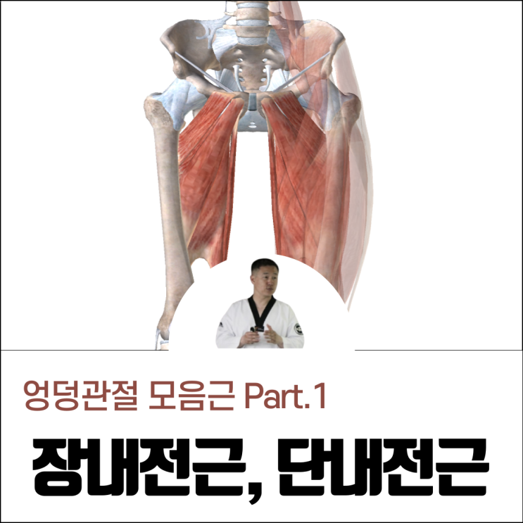  내전근 장내전근 단내전근 운동 통증 스트레칭 방법