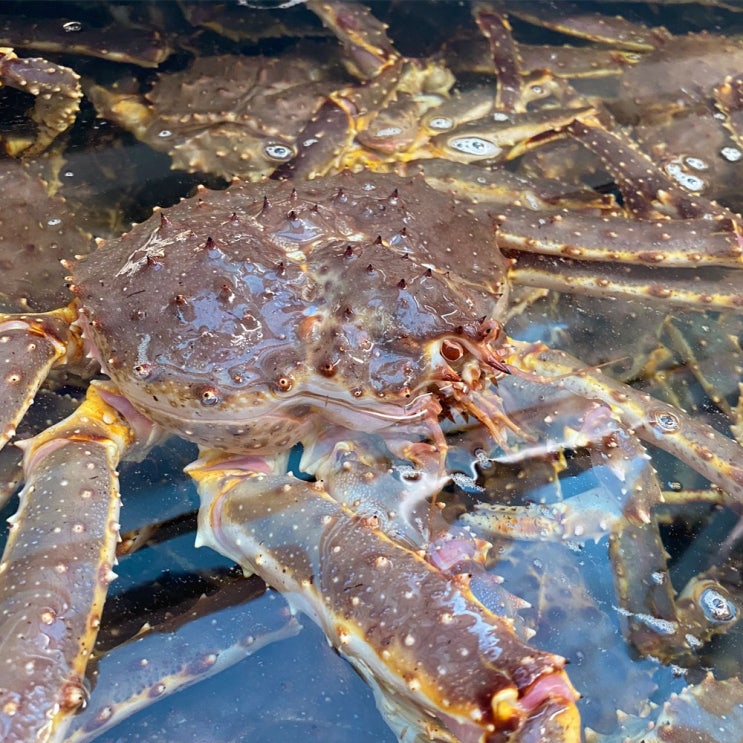 선택고민 해결 살아있는 오리지널 레드 활 킹크랩 2kg-2.8kg내외, 02.킹크랩 2.2kg-2.4kg 추천해요