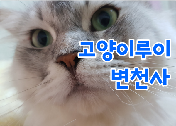  고양이 변천사