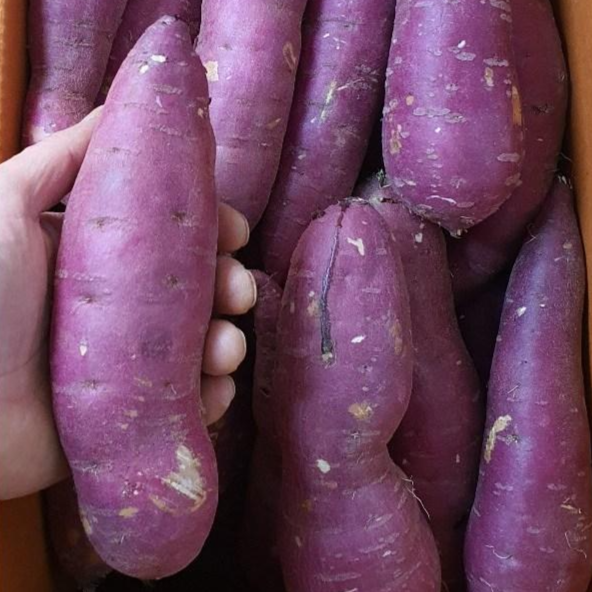 인기있는 알뜰농장 2020년 햇 꿀 고구마 긴특, 1개, 2020년꿀고구마긴특5kg 추천해요 인기있는 알뜰농장 2020년 햇 꿀 고구마 긴특, 1개, 2020년꿀고구마긴특5kg 추천해요